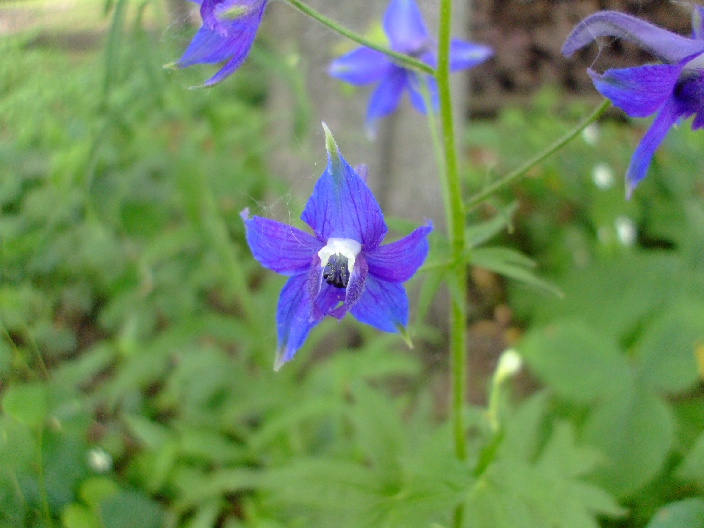 Delphinium trolliifolium